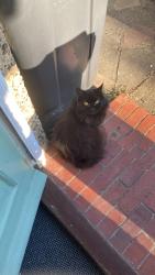 Lost Female Cat last seen Se19 3jr, Greater London, England SE19 3JR