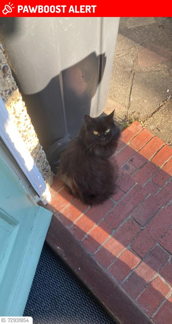 Lost Female Cat last seen Se19 3jr, Greater London, England SE19 3JR