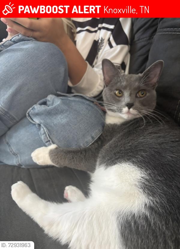 Lost Female Cat last seen Waterstone apmts, Knoxville, TN 37932