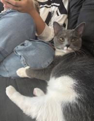 Lost Female Cat last seen Waterstone apmts, Knoxville, TN 37932