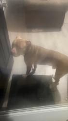 Reunited Male Dog last seen Seabrook Rd, Fayetteville, NC 28311