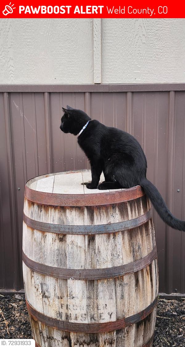 Lost Male Cat last seen Bebee Draw Parkway Platteville., Weld County, CO 80651