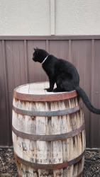 Lost Male Cat last seen Bebee Draw Parkway Platteville. , Weld County, CO 80651