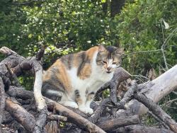 Reunited Unknown Cat last seen Pine ridge parkway, Middleburg, FL 32068