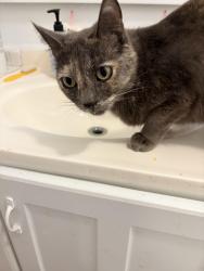 Reunited Female Cat last seen genessee and spaulding, West Hollywood, CA 90046