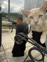 Found/Stray Unknown Cat last seen Cedar street , Foley, AL 36535