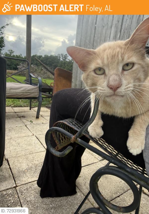 Found/Stray Unknown Cat last seen Cedar street , Foley, AL 36535
