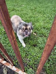 Reunited Male Dog last seen Cortez Dr and Marsh Ln, Dallas, TX 75220