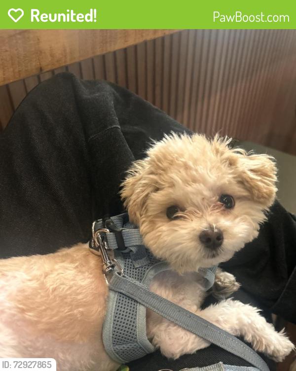 Reunited Male Dog last seen 32nd st and 3rd ave, New York, NY 10016