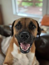 Reunited Female Dog last seen Near Co Rd 194, Georgetown, TX 78626, USA, Georgetown, TX 78626