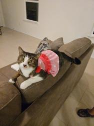 Lost Female Cat last seen Otra otra dr, San Antonio, TX 78222