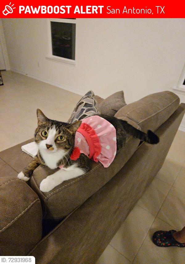 Lost Female Cat last seen Otra otra dr, San Antonio, TX 78222
