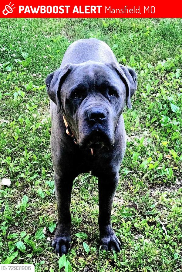 Lost Male Dog last seen U highway, Mansfield, MO 65704