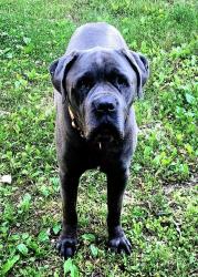 Lost Male Dog last seen U highway, Mansfield, MO 65704