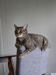 Lost Female Cat last seen Creekside apmt , Lowell, IN 46356