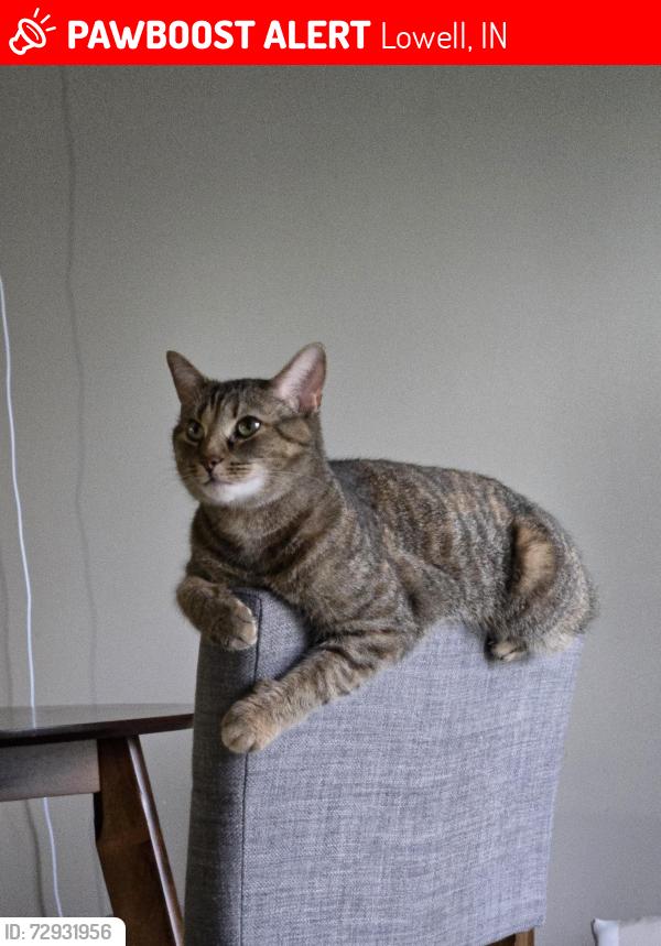 Lost Female Cat last seen Creekside apmt , Lowell, IN 46356