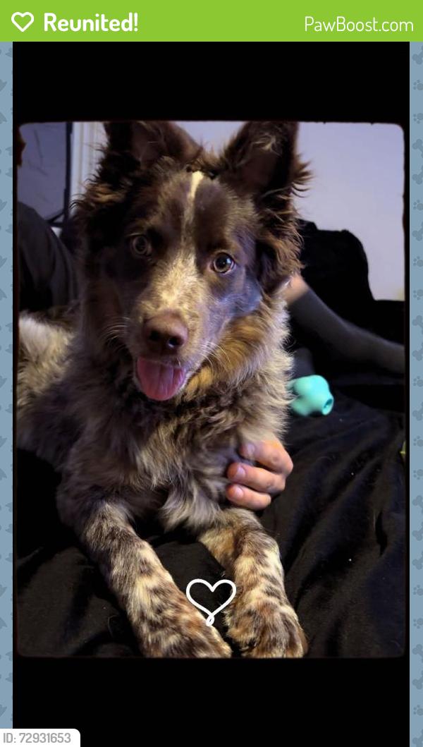 Reunited Male Dog last seen Near Chester Ave, Bremerton, WA 98337, USA, Bremerton, WA 98337