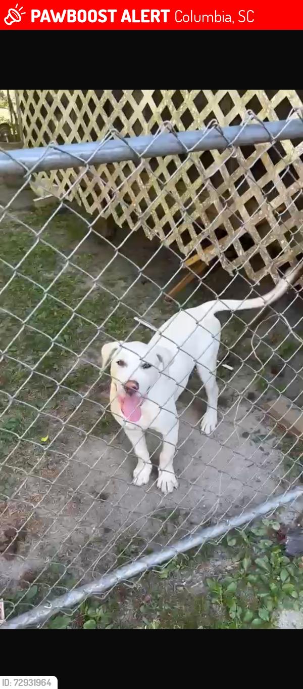 Lost Male Dog last seen Two noch and beltilne, Columbia, SC 29204