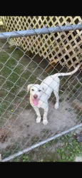 Lost Male Dog last seen Two noch and beltilne, Columbia, SC 29204