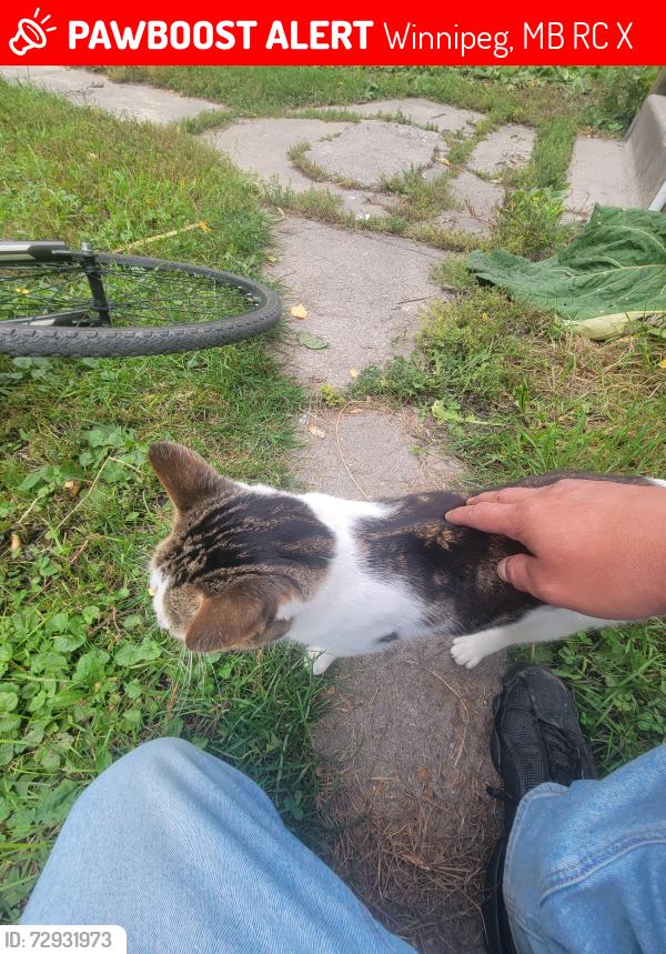 Lost Male Cat last seen Broadway and balmoral street, Winnipeg, MB R3C 1X7