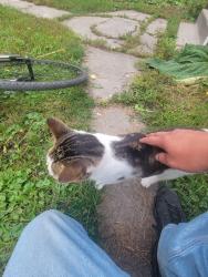 Lost Male Cat last seen Broadway and balmoral street, Winnipeg, MB R3C 1X7
