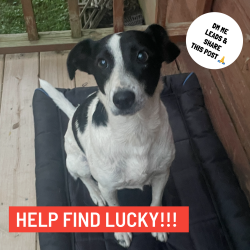 Lost Male Dog last seen Frisco Trail and North St., Fayetteville, AR 72701