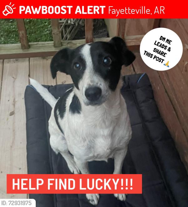 Lost Male Dog last seen Frisco Trail and North St., Fayetteville, AR 72701
