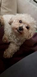 Lost Female Dog last seen By the exit of Utica and Lewis , Tulsa, OK 74110
