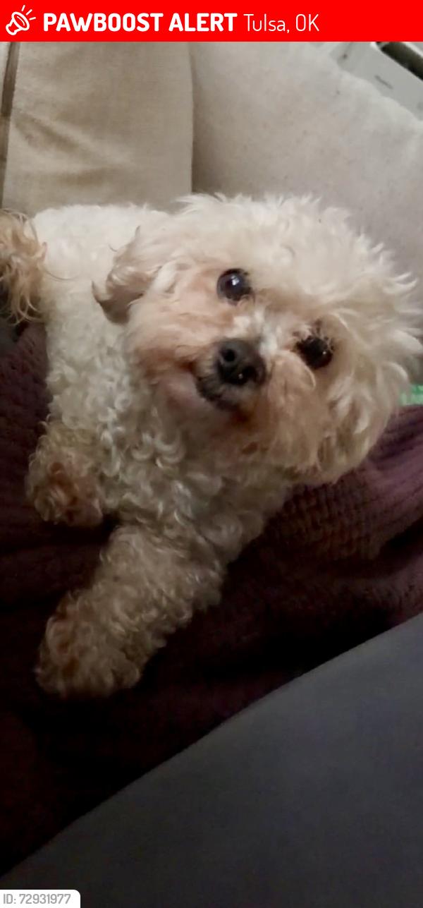 Lost Female Dog last seen By the exit of Utica and Lewis , Tulsa, OK 74110
