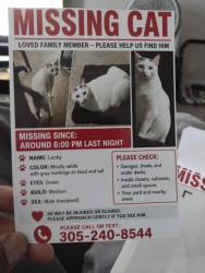 Lost Male Cat last seen SE 13 st Federal hwy , Deerfield Beach, FL 33441