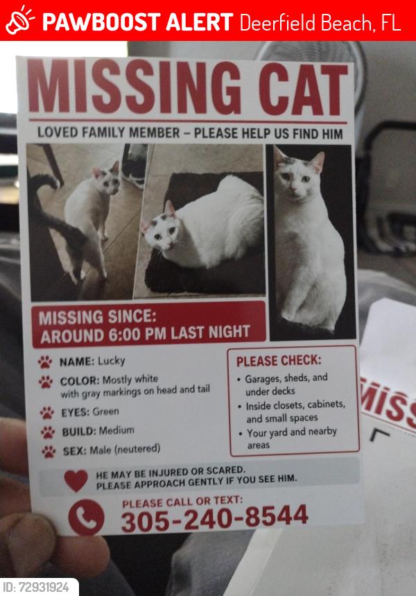 Lost Male Cat last seen SE 13 st Federal hwy , Deerfield Beach, FL 33441