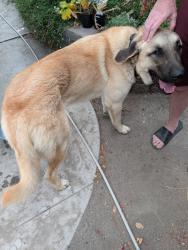 Reunited Male Dog last seen Near st, Chula Vista, CA 91910