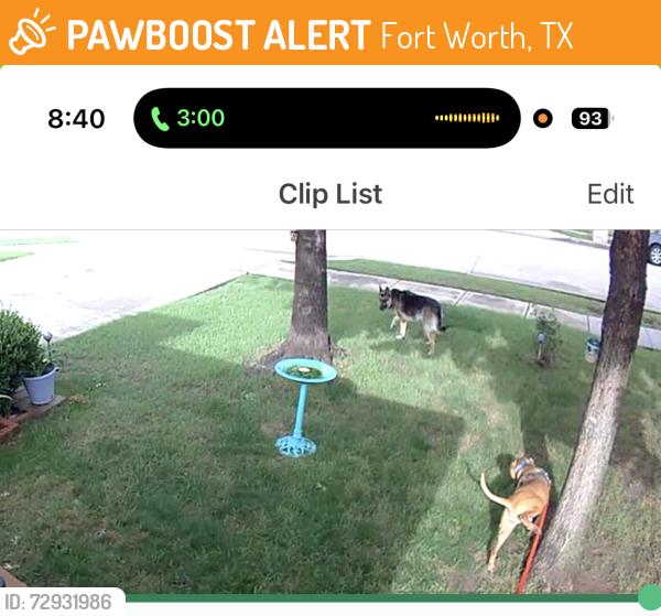 Found/Stray Unknown Dog last seen Misty Mountain , Fort Worth, TX 76140