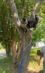 Reunited Male Cat last seen Norfolk st near laundry , West Haven, CT 06516