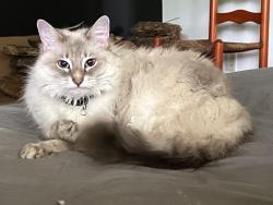Reunited Female Cat last seen Dial Way and Greenridge Circle, Stone Mountain, GA 30083