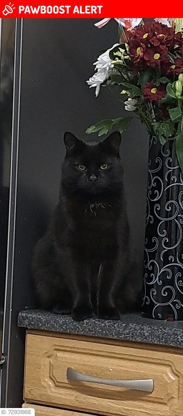 Lost Male Cat last seen Shortbrooke primary school, Westfield, England S20 8NJ