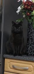 Lost Male Cat last seen Shortbrooke primary school, Westfield, England S20 8NJ