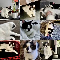 Reunited Female Cat last seen Wildgoose Rd and Hamilton Rd, London, ON N5W