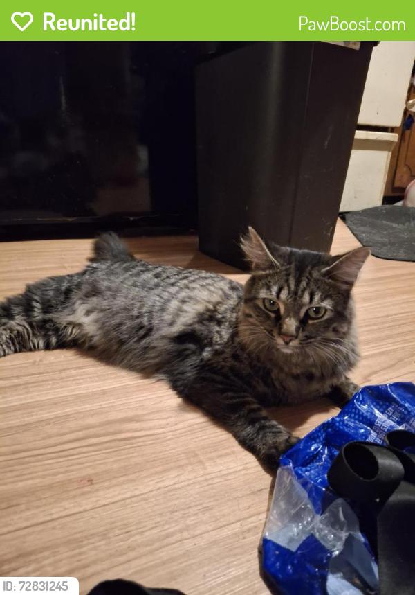 Reunited Male Cat last seen Olivers Crossroads, Maiden NC 28650, Maiden, NC 28650