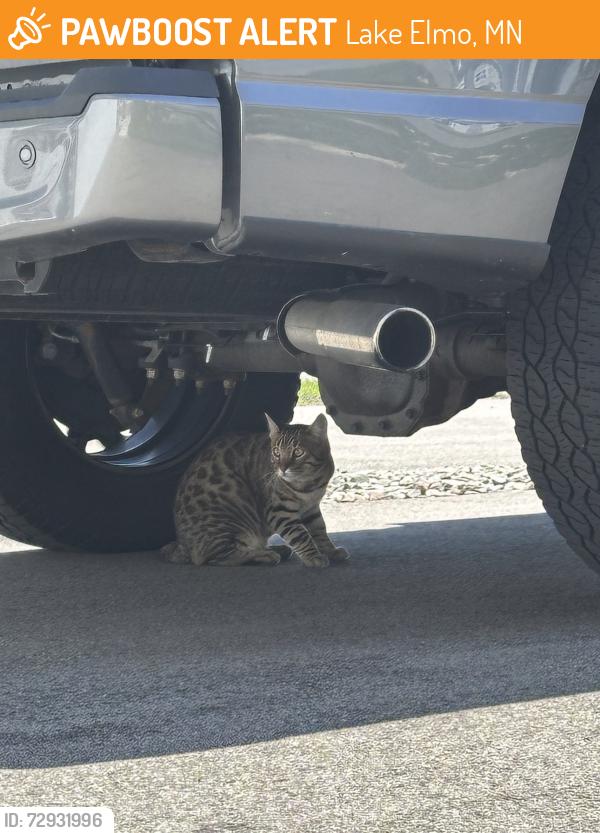 Found/Stray Unknown Cat last seen Bentley Village s, Lake Elmo, MN 55042