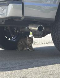 Found/Stray Unknown Cat last seen Bentley Village s, Lake Elmo, MN 55042