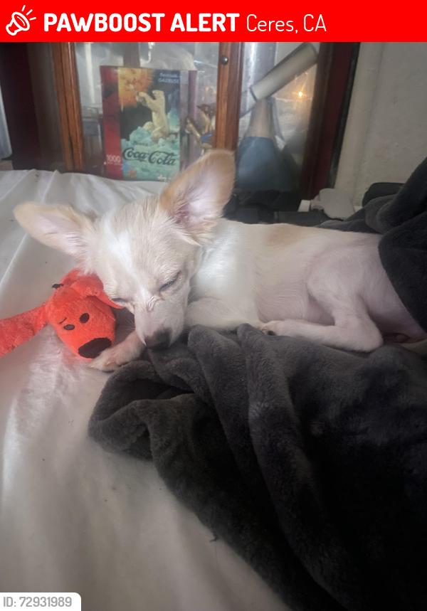 Lost Female Dog last seen East whitmore by the 7 eleven and cemetery we live about a minute away from there , Ceres, CA 95307