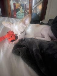 Lost Female Dog last seen East whitmore by the 7 eleven and cemetery we live about a minute away from there , Ceres, CA 95307