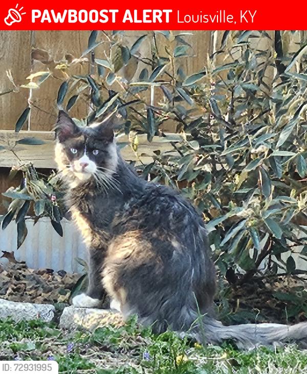 Lost Male Cat last seen Barrett and Eastern Parkway, Louisville, KY 40204