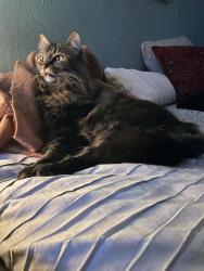 Reunited Female Cat last seen Blendon place, St. Louis, MO 63143