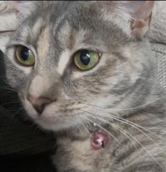 Reunited Female Cat last seen Hillington Ct SE, Port Orchard, WA 98366
