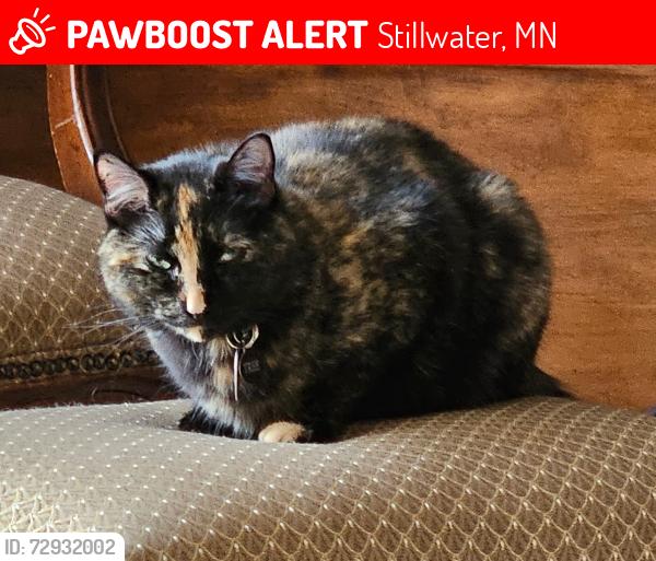 Lost Female Cat last seen 56th ST N & Oldfield Ave N, Stillwater, MN 55082