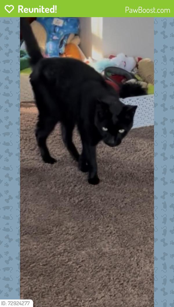 Reunited Male Cat last seen Lafayette Ter and Maney, Newport News, VA 23605