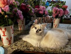 Reunited Female Cat last seen Fenn & Weymouth , Medina, OH 44256