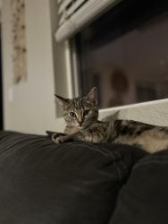 Reunited Female Cat last seen Bayless way or club center , Sacramento, CA 95835